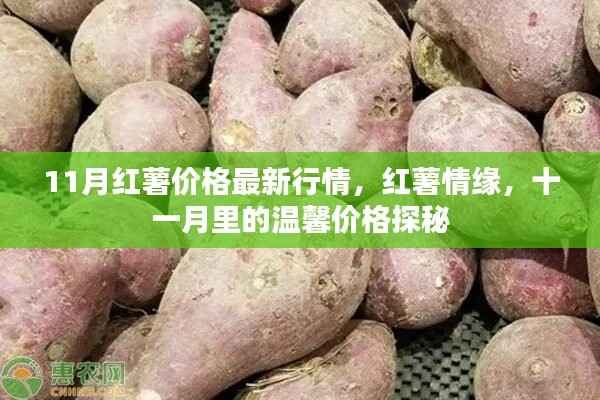 11月红薯价格行情揭秘,情缘与温馨价格的探秘
