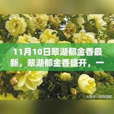 翠湖郁金香盛开,寻找内心平静的芳香之旅记实报道