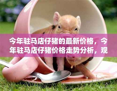驻马店仔猪最新价格走势深度解读,今年价格分析与观点阐述