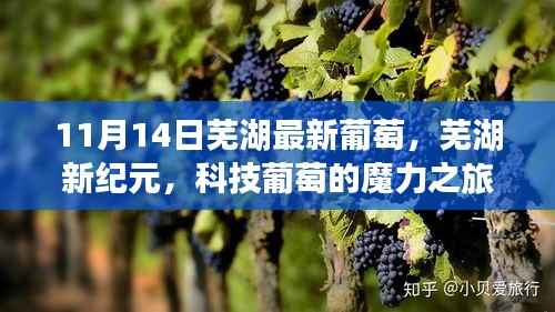 芜湖新纪元葡萄科技之旅,体验最新葡萄高科技产品的魔力之旅