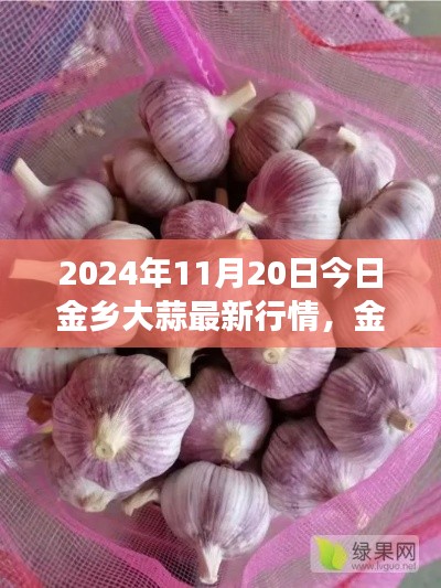 2024年11月20日金乡大蒜行情深度解析,绿色之旅探寻内心平静之路