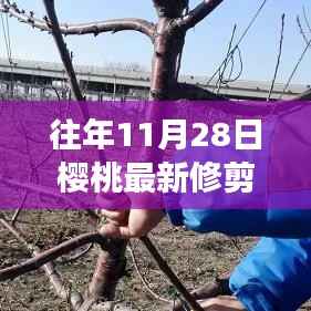 探秘樱桃修剪秘境,揭秘11月28日修剪技艺的奇妙之旅