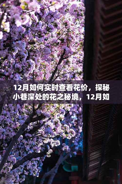 探秘小巷深处的花之秘境,揭秘十二月实时鲜花价格查看指南