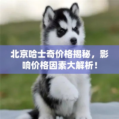 北京哈士奇价格揭秘,影响价格因素大解析!