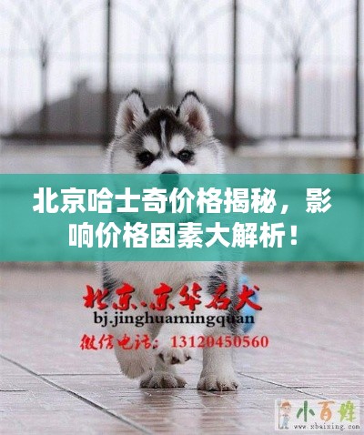 北京哈士奇价格揭秘,影响价格因素大解析!