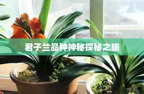 君子兰品种神秘探秘之旅